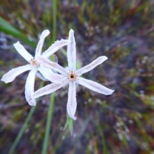 Tribonanthes sp. at Kenwick, WA - 10 Sep 2019 07:43 PM