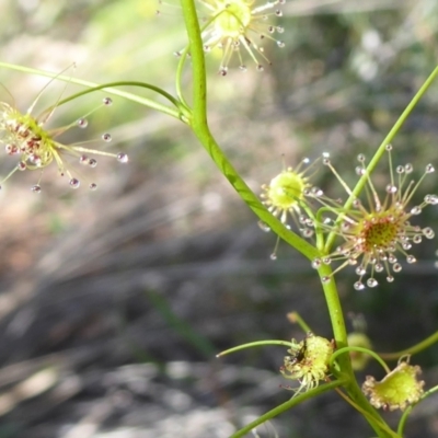 Drosera sp. (A Sundew) at Canning Mills, WA - 11 Sep 2019 by Christine