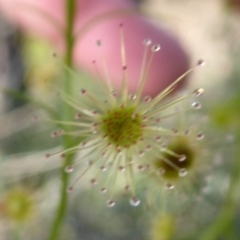 Drosera sp. at Korung National Park - 11 Sep 2019 11:42 AM