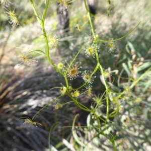 Drosera sp. at Korung National Park - 11 Sep 2019 11:42 AM