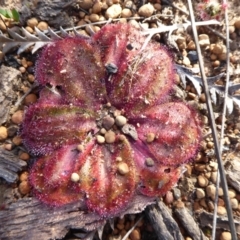 Drosera collina at Canning Mills, WA - 11 Sep 2019 by Christine