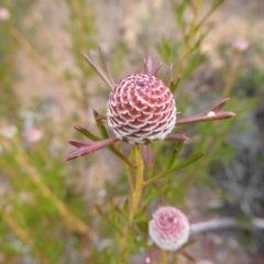 Isopogon dubius (Pincushion Coneflower) at Korung National Park - 11 Sep 2019 by Christine