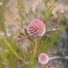 Isopogon dubius (Pincushion Coneflower) at Canning Mills, WA - 11 Sep 2019 by Christine