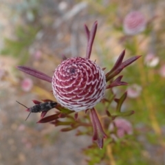 Isopogon dubius at Korung National Park - 11 Sep 2019 01:54 PM
