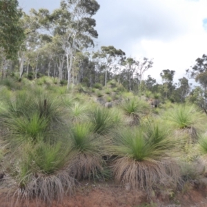 Xanthorrhoea preissii at Korung National Park - 11 Sep 2019