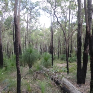 Xanthorrhoea preissii at Korung National Park - 11 Sep 2019