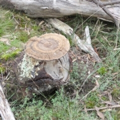 Sanguinoderma rude (Red-staining Stalked Polypore) at QPRC LGA - 25 May 2022 by Paul4K