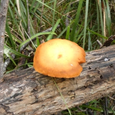 zz agaric (stem; gills not white/cream) at QPRC LGA - 25 May 2022 by Paul4K