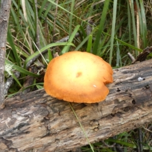Unidentified Cap on a stem; gills below cap [mushrooms or mushroom-like] (TBC) at suppressed by Paul4K