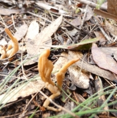 Clavulina sp. (A coral fungus) at Borough, NSW - 25 May 2022 by Paul4K