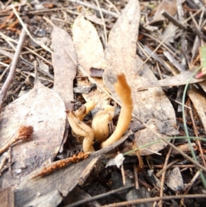 Clavulina sp. at Borough, NSW - suppressed