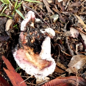 Russula sp. (genus) at Queanbeyan West, NSW - 28 May 2022 11:11 AM