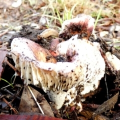 Russula sp. (genus) at Queanbeyan West, NSW - 28 May 2022 11:11 AM