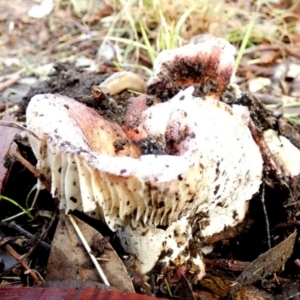 Russula sp. (genus) at Queanbeyan West, NSW - 28 May 2022