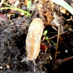 Ambigolimax sp. (valentius and waterstoni) (Striped Field Slug) at Bicentennial Park - 28 May 2022 by Paul4K