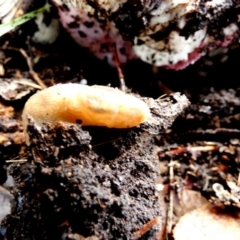 Ambigolimax sp. (valentius and waterstoni) at Queanbeyan West, NSW - 28 May 2022