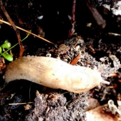 Ambigolimax sp. (valentius and waterstoni) at Queanbeyan West, NSW - 28 May 2022