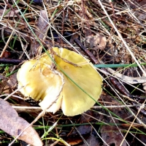 Cortinarius sp. at Queanbeyan West, NSW - 28 May 2022