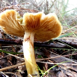 Cortinarius sp. at Queanbeyan West, NSW - 28 May 2022