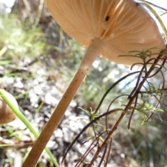 Oudemansiella gigaspora group at Queanbeyan West, NSW - 28 May 2022 11:30 AM