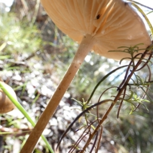 Oudemansiella gigaspora group at Queanbeyan West, NSW - 28 May 2022