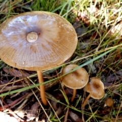 Oudemansiella gigaspora group at Queanbeyan West, NSW - 28 May 2022