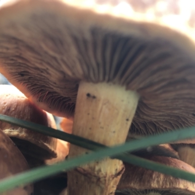 Unidentified Cap on a stem; gills below cap [mushrooms or mushroom-like] at Jerrabomberra, NSW - 28 May 2022 by LizO