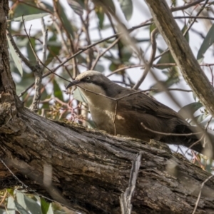 Pomatostomus temporalis (Grey-crowned Babbler) at Mullion, NSW by trevsci
