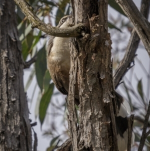 Pomatostomus temporalis temporalis at Mullion, NSW - 28 May 2022