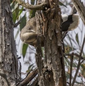 Pomatostomus temporalis temporalis at Mullion, NSW - 28 May 2022