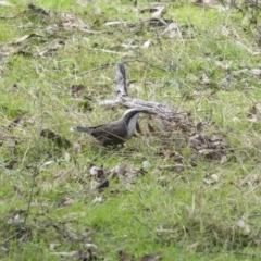 Pomatostomus temporalis temporalis at Mullion, NSW - 28 May 2022