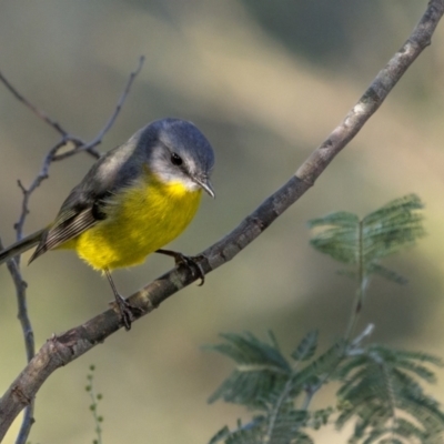 Eopsaltria australis (Eastern Yellow Robin) at Mullion, NSW - 28 May 2022 by trevsci