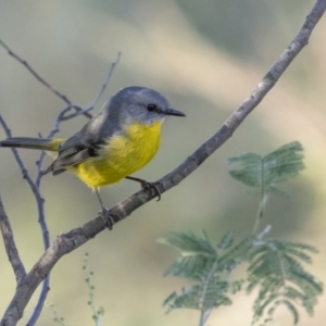 Eopsaltria australis at Mullion, NSW - 28 May 2022