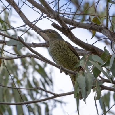 Ptilonorhynchus violaceus (Satin Bowerbird) at Mullion, NSW - 28 May 2022 by trevsci