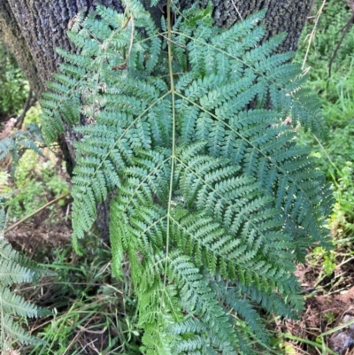 Pteridium esculentum (Bracken) at Mount Majura - 27 May 2022 by waltraud