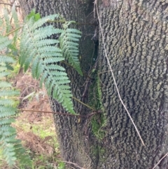 Pteridium esculentum at Watson, ACT - 27 May 2022 11:05 AM