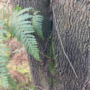 Pteridium esculentum at Watson, ACT - 27 May 2022 11:05 AM