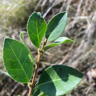 Unidentified Plant at Watson, ACT - 27 May 2022 by waltraud