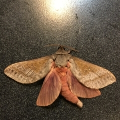 Oxycanus dirempta (Variable Oxycanus) at Jerrabomberra, NSW - 28 May 2022 by Mavis