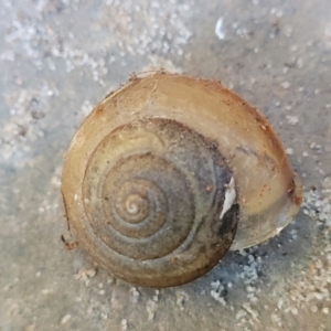 Bradybaena similaris at Nambucca Heads, NSW - 28 May 2022