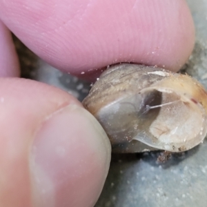 Bradybaena similaris at Nambucca Heads, NSW - 28 May 2022 12:56 PM