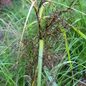 Gahnia sp. at Nambucca Heads, NSW - 28 May 2022