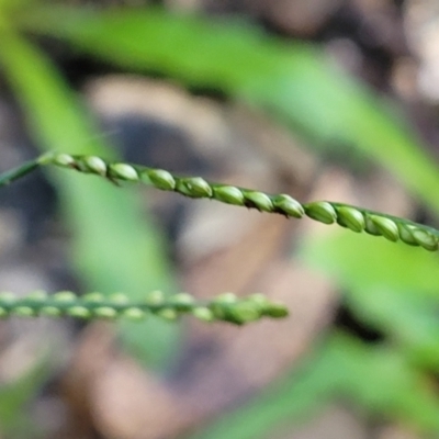 Paspalum dilatatum (Paspalum) at Nambucca Heads, NSW - 28 May 2022 by trevorpreston