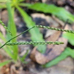 Paspalum dilatatum at Nambucca Heads, NSW - 28 May 2022