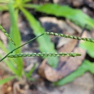 Paspalum dilatatum at Nambucca Heads, NSW - 28 May 2022