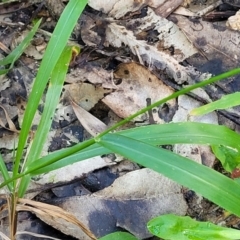 Paspalum dilatatum at Nambucca Heads, NSW - 28 May 2022