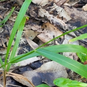 Paspalum dilatatum at Nambucca Heads, NSW - 28 May 2022