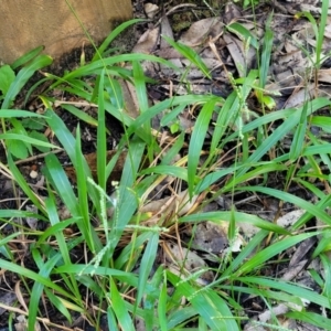 Paspalum dilatatum at Nambucca Heads, NSW - 28 May 2022