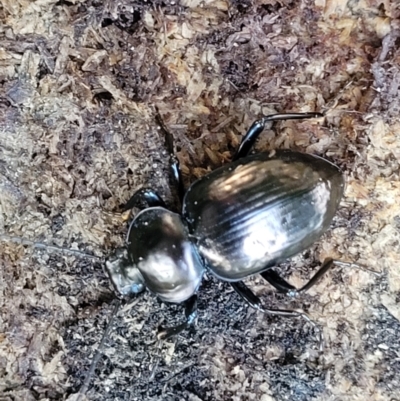 Unidentified Darkling beetle (Tenebrionidae) at Nambucca Heads, NSW - 28 May 2022 by trevorpreston