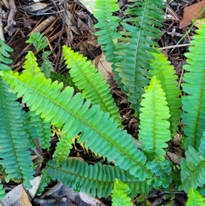 Nephrolepis cordifolia at Nambucca Heads, NSW - 28 May 2022 03:11 PM